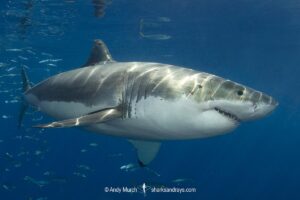 Great White Shark, Carcharodon carcharias. Aka white pointer, white shark, white death, blue pointer, landlord or mackeral shark. Guadalupe Island, Mexico, Eastern Pacific.