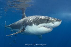 Great White Shark, Carcharodon carcharias. Aka white pointer, white shark, white death, blue pointer, landlord or mackeral shark. Guadalupe Island, Mexico, Eastern Pacific.