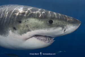 Great White Shark, Carcharodon carcharias. Aka white pointer, white shark, white death, blue pointer, landlord or mackeral shark. Guadalupe Island, Mexico, Eastern Pacific.