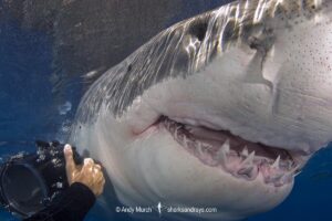 Great White Shark, Carcharodon carcharias. Aka white pointer, white shark, white death, blue pointer, landlord or mackeral shark. Guadalupe Island, Mexico, Eastern Pacific.