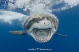 Great White Shark, Carcharodon carcharias. Aka white pointer, white shark, white death, blue pointer, landlord or mackeral shark. Guadalupe Island, Mexico, Eastern Pacific.