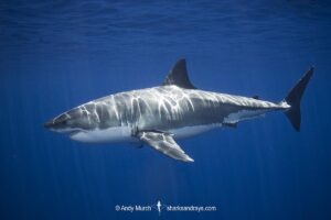 Great White Shark, Carcharodon carcharias. Aka white pointer, white shark, white death, blue pointer, landlord or mackeral shark. Guadalupe Island, Mexico, Eastern Pacific.