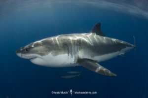 Great White Shark, Carcharodon carcharias. Aka white pointer, white shark, white death, blue pointer, landlord or mackeral shark. Guadalupe Island, Mexico, Eastern Pacific.