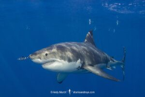 Great White Shark, Carcharodon carcharias. Aka white pointer, white shark, white death, blue pointer, landlord or mackeral shark. Guadalupe Island, Mexico, Eastern Pacific.