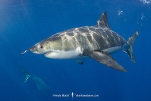 Great White Shark, Carcharodon carcharias. Aka white pointer, white shark, white death, blue pointer, landlord or mackeral shark. Guadalupe Island, Mexico, Eastern Pacific.