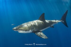 Great White Shark, Carcharodon carcharias. Aka white pointer, white shark, white death, blue pointer, landlord or mackeral shark. Guadalupe Island, Mexico, Eastern Pacific.