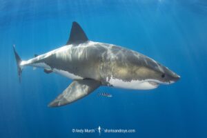 Great White Shark, Carcharodon carcharias. Aka white pointer, white shark, white death, blue pointer, landlord or mackeral shark. Guadalupe Island, Mexico, Eastern Pacific.