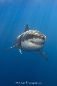 Great White Shark, Carcharodon carcharias. Aka white pointer, white shark, white death, blue pointer, landlord or mackeral shark. Guadalupe Island, Mexico, Eastern Pacific.