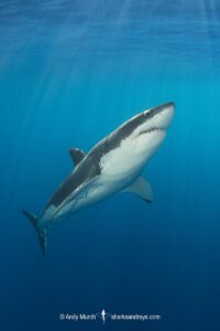 Great White Shark, Carcharodon carcharias. Aka white pointer, white shark, white death, blue pointer, landlord or mackeral shark. Guadalupe Island, Mexico, Eastern Pacific.