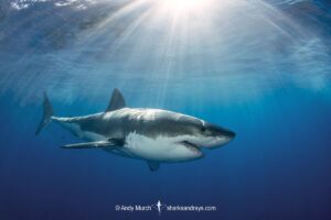 Great White Shark, Carcharodon carcharias. Aka white pointer, white shark, white death, blue pointer, landlord or mackeral shark. Guadalupe Island, Mexico, Eastern Pacific.