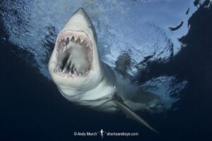 Great White Shark, Carcharodon carcharias. Aka white pointer, white shark, white death, blue pointer, landlord or mackeral shark. Guadalupe Island, Mexico, Eastern Pacific.