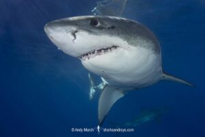 Great White Shark, Carcharodon carcharias. Aka white pointer, white shark, white death, blue pointer, landlord or mackeral shark. Guadalupe Island, Mexico, Eastern Pacific.