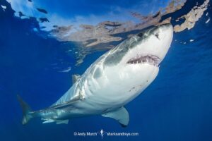 Great White Shark, Carcharodon carcharias. Aka white pointer, white shark, white death, blue pointer, landlord or mackeral shark. Guadalupe Island, Mexico, Eastern Pacific.