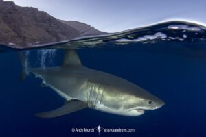Great White Shark, Carcharodon carcharias. Aka white pointer, white shark, white death, blue pointer, landlord or mackeral shark. Guadalupe Island, Mexico, Eastern Pacific.