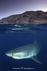 Great White Shark, Carcharodon carcharias. Aka white pointer, white shark, white death, blue pointer, landlord or mackeral shark. Guadalupe Island, Mexico, Eastern Pacific.