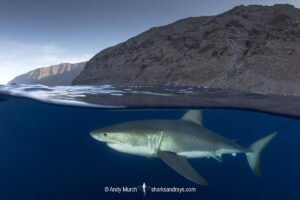 Great White Shark, Carcharodon carcharias. Aka white pointer, white shark, white death, blue pointer, landlord or mackeral shark. Guadalupe Island, Mexico, Eastern Pacific.