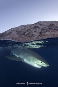Great White Shark, Carcharodon carcharias. Aka white pointer, white shark, white death, blue pointer, landlord or mackeral shark. Guadalupe Island, Mexico, Eastern Pacific.