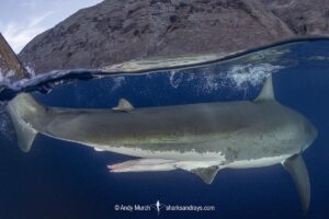 Great White Shark, Carcharodon carcharias. Aka white pointer, white shark, white death, blue pointer, landlord or mackeral shark. Guadalupe Island, Mexico, Eastern Pacific.