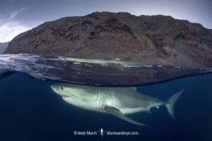 Great White Shark, Carcharodon carcharias. Aka white pointer, white shark, white death, blue pointer, landlord or mackeral shark. Guadalupe Island, Mexico, Eastern Pacific.