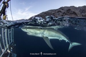 Great White Shark, Carcharodon carcharias. Aka white pointer, white shark, white death, blue pointer, landlord or mackeral shark. Guadalupe Island, Mexico, Eastern Pacific.
