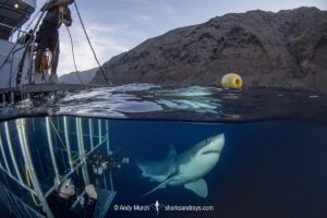 Great White Shark, Carcharodon carcharias. Aka white pointer, white shark, white death, blue pointer, landlord or mackeral shark. Guadalupe Island, Mexico, Eastern Pacific.