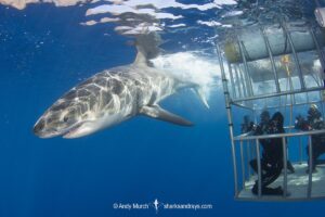 Great White Shark, Carcharodon carcharias. Aka white pointer, white shark, white death, blue pointer, landlord or mackeral shark. Guadalupe Island, Mexico, Eastern Pacific.
