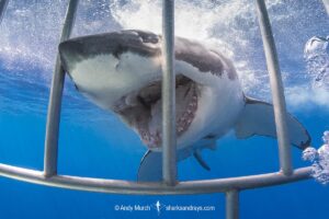 Great White Shark, Carcharodon carcharias. Aka white pointer, white shark, white death, blue pointer, landlord or mackeral shark. Guadalupe Island, Mexico, Eastern Pacific.