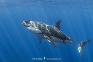 Great White Shark, Carcharodon carcharias. Aka white pointer, white shark, white death, blue pointer, landlord or mackeral shark. Guadalupe Island, Mexico, Eastern Pacific.