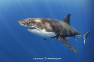 Great White Shark, Carcharodon carcharias. Aka white pointer, white shark, white death, blue pointer, landlord or mackeral shark. Guadalupe Island, Mexico, Eastern Pacific.