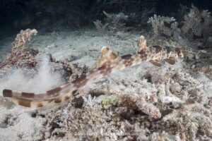 Halmahera Epaulette Shark, Hemiscyllium halmahera. Aka Halmahera walking shark. A species of bamboo shark known from Ternate and Halmahera Islands in the Maluku Islands or Moluccas Archipelago in Indonesia.