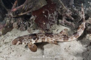 Halmahera Epaulette Shark, Hemiscyllium halmahera. Aka Halmahera walking shark. A species of bamboo shark known from Ternate and Halmahera Islands in the Moluccas Archipelago in Indonesia.