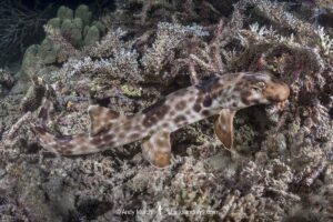 Halmahera Epaulette Shark, Hemiscyllium halmahera. Aka Halmahera walking shark. A species of bamboo shark known from Ternate and Halmahera Islands in the Moluccas Archipelago in Indonesia.