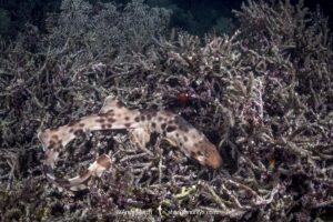Halmahera Epaulette Shark, Hemiscyllium halmahera. Aka Halmahera walking shark. A species of bamboo shark known from Ternate and Halmahera Islands in the Moluccas Archipelago in Indonesia.