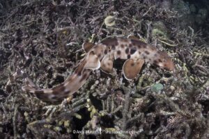 Halmahera Epaulette Shark, Hemiscyllium halmahera. Aka Halmahera walking shark. A species of bamboo shark known from Ternate and Halmahera Islands in the Moluccas Archipelago in Indonesia.