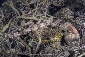 Halmahera Epaulette Shark, Hemiscyllium halmahera. Aka Halmahera walking shark. A species of bamboo shark known from Ternate and Halmahera Islands in the Moluccas Archipelago in Indonesia.