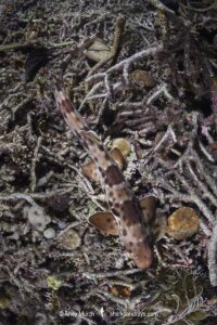 Halmahera Epaulette Shark, Hemiscyllium halmahera. Aka Halmahera walking shark. A species of bamboo shark known from Ternate and Halmahera Islands in the Moluccas Archipelago in Indonesia.