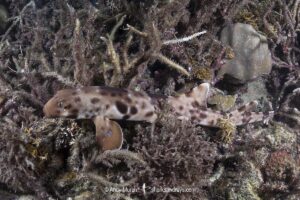 Halmahera Epaulette Shark, Hemiscyllium halmahera. Aka Halmahera walking shark. A species of bamboo shark known from Ternate and Halmahera Islands in the Moluccas Archipelago in Indonesia.