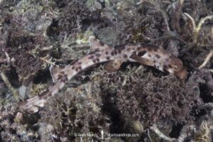 Halmahera Epaulette Shark, Hemiscyllium halmahera. Aka Halmahera walking shark. A species of bamboo shark known from Ternate and Halmahera Islands in the Moluccas Archipelago in Indonesia.