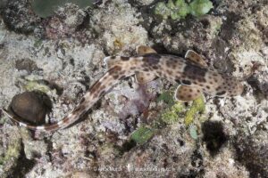 Indonesian Speckled Carpetshark, Hemiscyllium freycineti. Aka Raja Ampat epaulette shark or walking shark. A species of bamboo shark confined to the Raja Ampat region of West Papua, Indonesia.