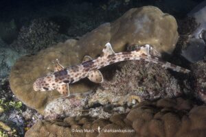 Indonesian Speckled Carpetshark, Hemiscyllium freycineti. Aka Raja Ampat epaulette shark or walking shark. A species of bamboo shark confined to the Raja Ampat region of West Papua, Indonesia.