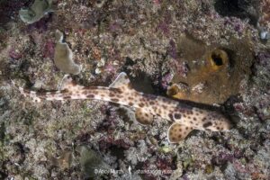 Indonesian Speckled Carpetshark, Hemiscyllium freycineti. Aka Raja Ampat epaulette shark or walking shark. A species of bamboo shark confined to the Raja Ampat region of West Papua, Indonesia.
