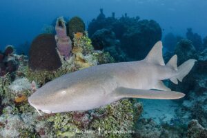 Nurse Shark, Ginglymostoma cirratum. Aka common nurse shark, Chinchorro Atoll, Mexico, Caribbean Sea.
