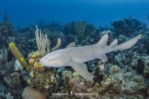 Nurse Shark, Ginglymostoma cirratum. Aka common nurse shark, Chinchorro Atoll, Mexico, Caribbean Sea.