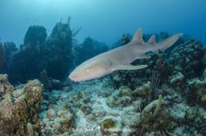 Nurse Shark, Ginglymostoma cirratum. Aka common nurse shark, Chinchorro Atoll, Mexico, Caribbean Sea.