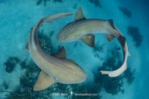 Nurse Shark, Ginglymostoma cirratum. Aka common nurse shark, Chinchorro Atoll, Mexico, Caribbean Sea.