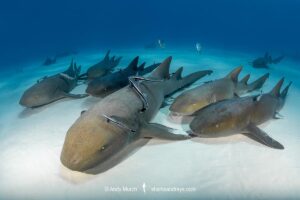 Nurse Shark, Ginglymostoma cirratum. Aka common nurse shark, South Bimini Island, Bahamas, Caribbean Sea.