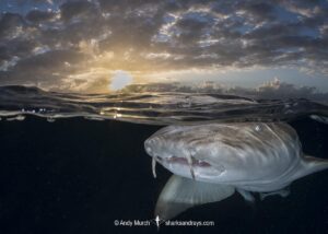 Nurse Shark, Ginglymostoma cirratum. Aka common nurse shark, South Bimini Island, Bahamas, Caribbean Sea.
