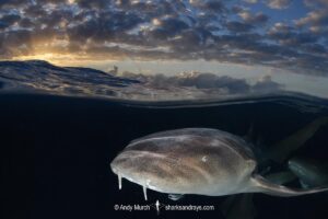 Nurse Shark, Ginglymostoma cirratum. Aka common nurse shark, South Bimini Island, Bahamas, Caribbean Sea.