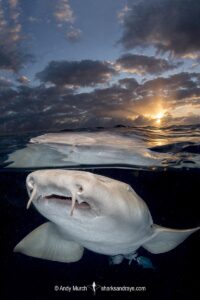 Nurse SharkNurse Shark, Ginglymostoma cirratum. Aka common nurse shark, South Bimini Island, Bahamas, Caribbean Sea.