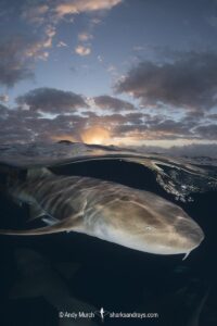 Nurse Shark, Ginglymostoma cirratum. Aka common nurse shark, South Bimini Island, Bahamas, Caribbean Sea.
